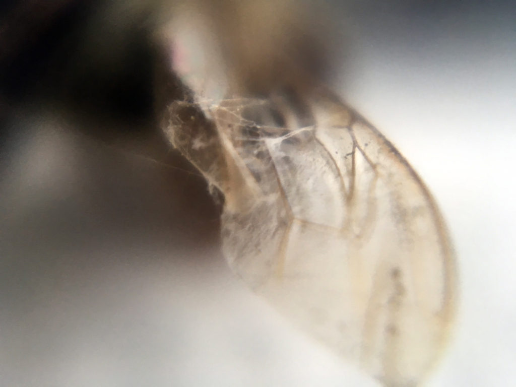 Looking through a Micro Lens is Both Overwhelming and Satisfying