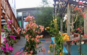 First Four Bougainvillea 1, 4, 3, and 2